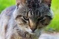 Close-up of a cat\'s face. Terrible cat look. Elderly homeless cat