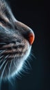 A close up of a cat's nose and eyes with black background, AI Royalty Free Stock Photo