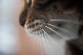 Close-up of the cat`s nose. The moustache is clearly visible. a predator scenting prey Royalty Free Stock Photo