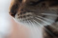 Close-up of the cat`s nose. The moustache is clearly visible. a predator scenting prey