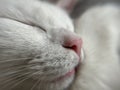 Close-up of a cat's nose Royalty Free Stock Photo