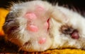 Close up cat`s paw. Cute white cat