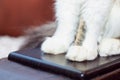 Close-up of the cat`s paws. White legs of a sitting cat