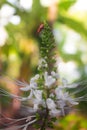 Close Up Cat`s Whiskers Flower Orthosiphon aristatus