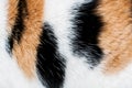 Close up of a cat\'s white fur with orange and black spots. Abstract background and texture for design, tricolor cat Royalty Free Stock Photo