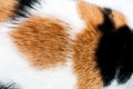 Close up of a cat\'s white fur with orange and black spots. Abstract background and texture for design, tricolor cat Royalty Free Stock Photo