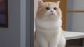 Close-up of a cat sitting on a window sill and looking at the camera