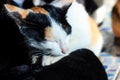 Close up cat sleeping Royalty Free Stock Photo