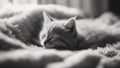 close up of a cat sleeping black and white black and white photo Cute little red kitten sleeps on fur white blanket