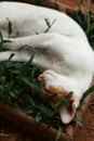 Close up of a Cat Sleeping on a box of Grass Royalty Free Stock Photo