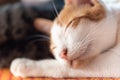 Close up of sleeping cat Royalty Free Stock Photo
