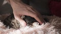 Close up man petting cat.