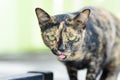 Close up of cat stick tongue out Royalty Free Stock Photo