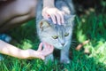 Cat with stroking massage head and scratches under chin by asian girl hand touching gentle , pet and owner on green grass garden