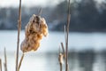 Close-up of Cat Tails Blooming in a Lake Royalty Free Stock Photo