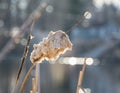 Close-up of Cat Tails Blooming in a Lake Soaked in Sun Royalty Free Stock Photo