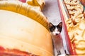 Close up cat in the temple.Phuket.Thailand