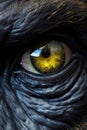Close up of cat's eye with yellow and blue iris. Generative AI Royalty Free Stock Photo