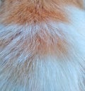 Close up cat& x27;s fur white and orange color& x27;s