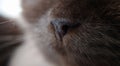 Close-up of a cat's muzzle, mustache and chocolate-colored nose Royalty Free Stock Photo