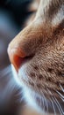 A close up of a cat's nose and eyes with blurry background, AI Royalty Free Stock Photo