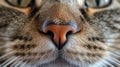 A close up of a cat's nose and eyes with the camera zoomed in, AI Royalty Free Stock Photo