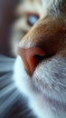 A close up of a cat's nose and whiskers with the background blurred, AI Royalty Free Stock Photo