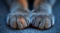 A close up of a cat's paws and toes on carpet, AI Royalty Free Stock Photo