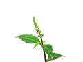 Close up Cat's whisker, Java tea, Misai kuching leaves on white background Royalty Free Stock Photo