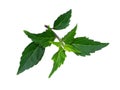 Close up Cat's whisker, Java tea, Misai kuching leaves on white background