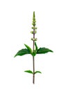 Close up Cat's whisker, Java tea, Misai kuching leaves on white background Royalty Free Stock Photo