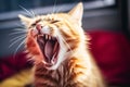 a close up of a cat yawning with its mouth open