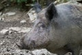 CLOSE UP OF A WILD BOARD PIG IN MUD WILDLIFE PARK Royalty Free Stock Photo