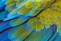 Close up of catalina macaw bird`s feathers.