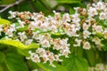 Close up blooming Catalpa bignonioides tree with white flowers