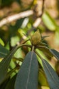 Close-up of a Catawba Rhododendron Bud Royalty Free Stock Photo