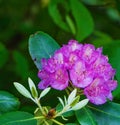 Close-up of a Catawba Rhododendron Flower