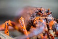 close up of a Catching live Lobster in America. lobster crayfish in Tasmania Australia. ready for chinese new year Royalty Free Stock Photo