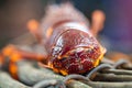 close up of a Catching live Lobster in America. lobster crayfish in Tasmania Australia. ready for chinese new year Royalty Free Stock Photo