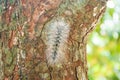 Close up of caterpilla on tree.