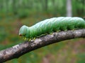 Close-up of Caterpillar 21