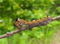 Close-up of Caterpillar 5