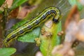 Close-up of a caterpillar of the box tree moth & x28;Cydalima perspec