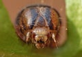 Close Up Caterpillar with Brown and Black Patterns Royalty Free Stock Photo