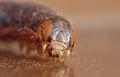 Close Up Caterpillar with Brown and Black Patterns Royalty Free Stock Photo