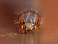 Close Up Caterpillar with Brown and Black Patterns Royalty Free Stock Photo