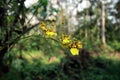 Close up of a caterpillar on a bunch of yellow  orchid flowers Royalty Free Stock Photo