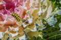 Close up caterpillar crawling on fresh vegetable