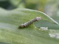 Close up of a caterpillar eating a green leaf Royalty Free Stock Photo