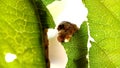 Close up of caterpillar eating green leaf on tree Royalty Free Stock Photo